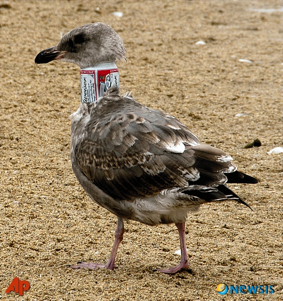 20101106 can gull.jpg 목에 맥주캔 끼인 갈매기 